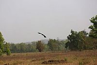 Indien - Auf den Spuren des Tigers [DVD], 7