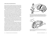 Horse Brain, Human Brain, 4