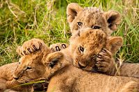 Le voyage de la vie [Blu-ray], 2