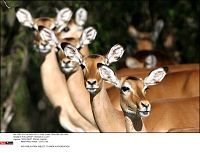 Animals in Love - Tierisch verliebt [Blu-ray], 3