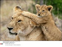 Animals in Love - Tierisch verliebt [Blu-ray], 4