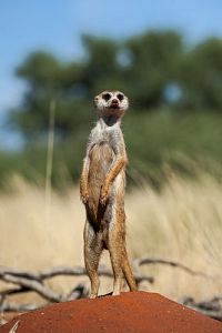 Neues von den Erdmännchen [Blu-ray 3D], 1