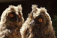 Wilder Iran  [Blu-ray], 5