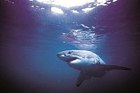 Haie hautnah [Blu-ray 3D], 6