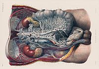 Atlas of Human Anatomy and Surgery, 2