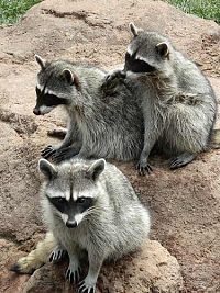 Weltnaturerbe USA - Yellowstone Nationalpark  [Blu-ray 3D], 2