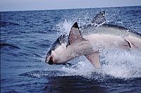 Shark Attack [Blu-ray], 7