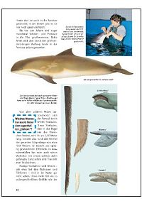 Wale und Delphine, 2