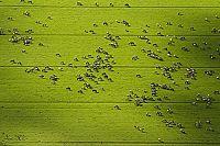 Die neue Wildnis  [Blu-ray], 7