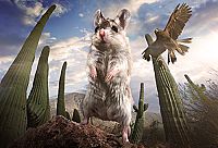 Hidden Kingdoms - Im Königreich der kleinen Tiere [DVD], 2