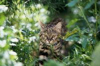 Das grosse Katzen-ABC  [DVD], 2