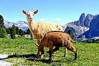 Alpen - Das Paradies Europas [Blu-ray 3D], 7