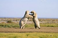 Frozen Planet - Eisige Welten, Die komplette ungekürzte Serie [DVD], 6