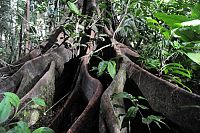 Das Geheimnis der Bäume  [DVD], 5