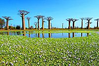 Wildes Madagaskar - Die Insel der Lemuren  [Blu-ray], 2