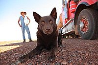 Red Dog [Blu-ray], 2