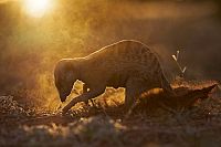 Neues von den Erdmännchen [Blu-ray], 4