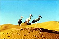 Le Peuple Migrateur [DVD], 3