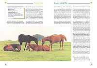 Ponys & Kleinpferde, 2