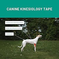 Kinesiologie Taping für Hunde, 3