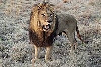 African Safari [Blu-ray], 4