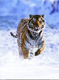 Das Leben der Säugetiere [DVD], 4