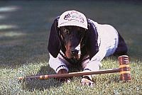 Die schönsten Hundefilme [DVD], 8