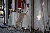 Ein Hund rettet Ostern  [DVD], 5