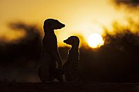 Neues von den Erdmännchen [Blu-ray 3D], 7