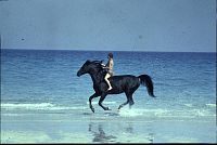 L'Etalon Noir [DVD], 4