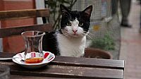 Kedi - Von Katzen und Menschen [DVD], 6