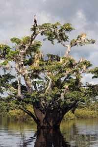 Faszination Amazonas - Südamerika [Blu-ray], 1