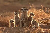 Wächter der Wüste [DVD], 7