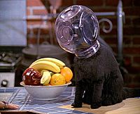 Sabrina - Total verhext! - Staffel 3 [DVD], 8