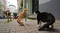 Kedi - Von Katzen und Menschen [DVD], 2