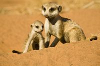 Wächter der Wüste [Blu-ray], 5