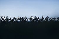 Die neue Wildnis  [DVD], 9