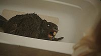 Zombeavers [Blu-ray], 2