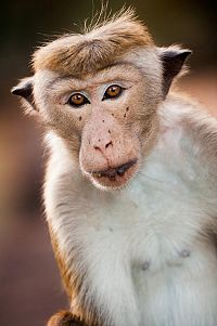 Au Royaume des singes [Blu-ray], 5