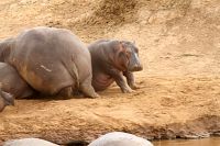 Wundervolles Afrika [Blu-ray 3D], 3