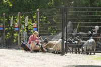 Sophie & Shiba [Blu-ray], 1