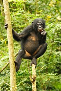 Benny - Allein im Wald [DVD], 2