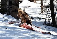 Wind River [Blu-ray], 3