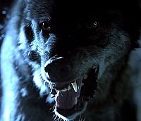 Night of the Wild - Die Nacht der Bestien [DVD], 7