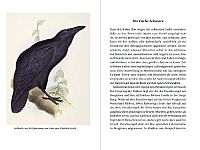 Krähen - Ein Portrait, 5