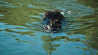 Zombeavers [Blu-ray], 3