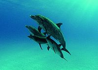 Die Bucht - The Cove [DVD], 7