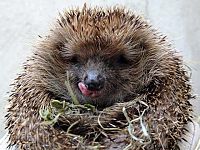 Eine Handvoll Glück, 1