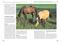 Ponys & Kleinpferde, 4