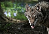 Tiere bis unters Dach - Staffel 2 [DVD], 3